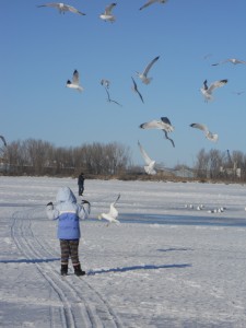girl on the bay A little girl feeding the seagulls